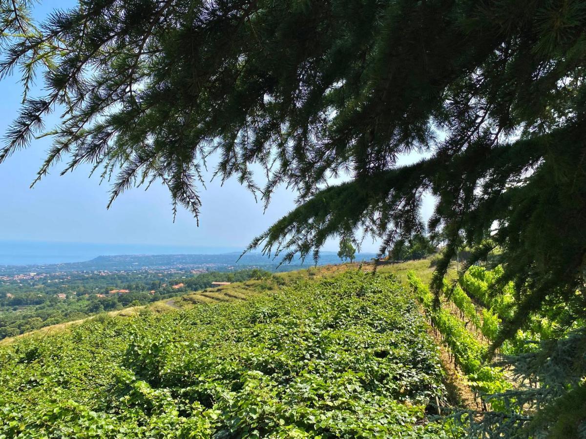 Tenuta Kiwi Dell'Etna ミーロ エクステリア 写真