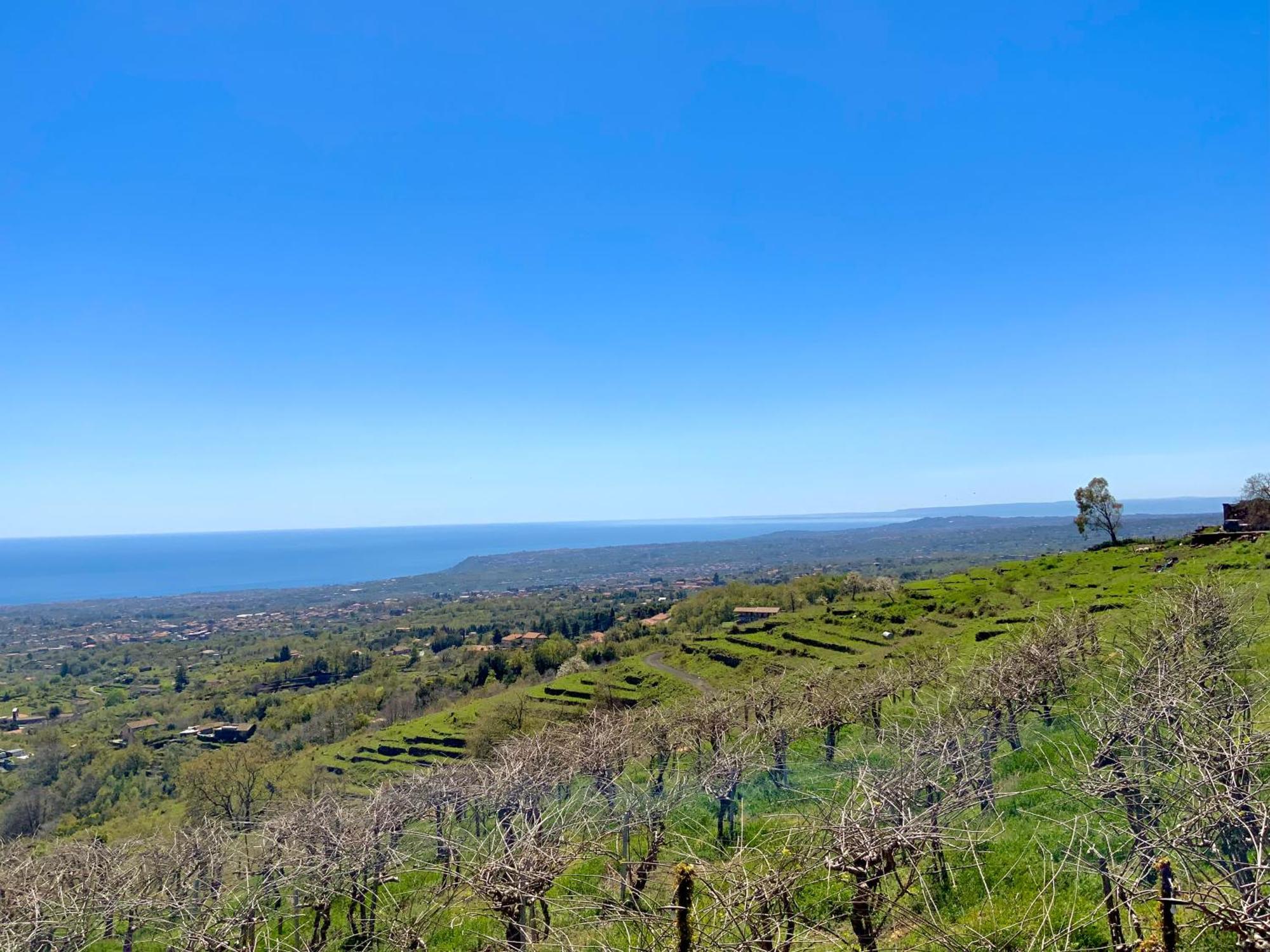 Tenuta Kiwi Dell'Etna ミーロ エクステリア 写真